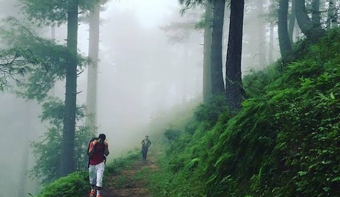 Nathia Gali: A Walk Where Nature Slows Down Time